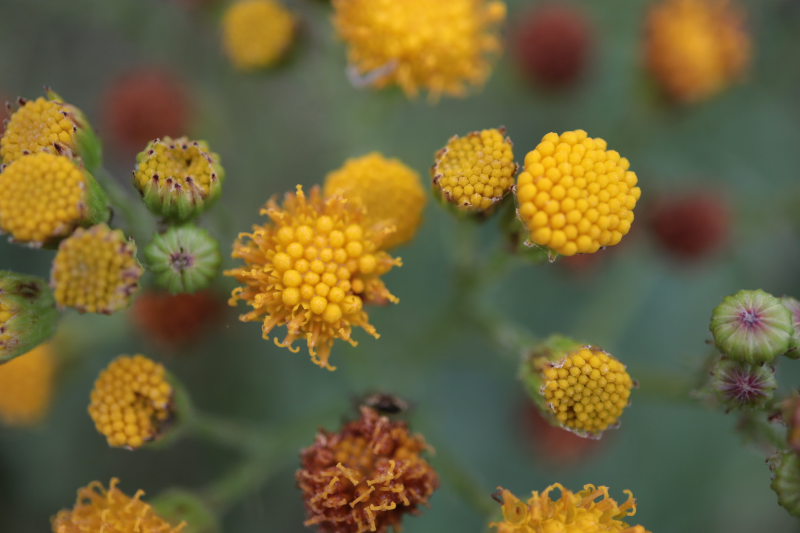 Gele bloemen in verschillende stadia van bloei, met een groene wazige achtergrond.