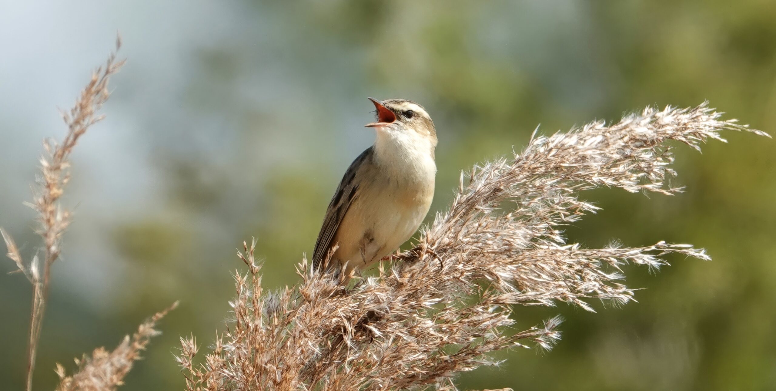 Kleine vogel zingt op rietstengel tegen onscherpe, groene achtergrond.