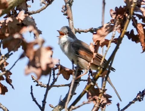 Een vogel zingt op een tak tussen dorre bladeren tegen een blauwe lucht.
