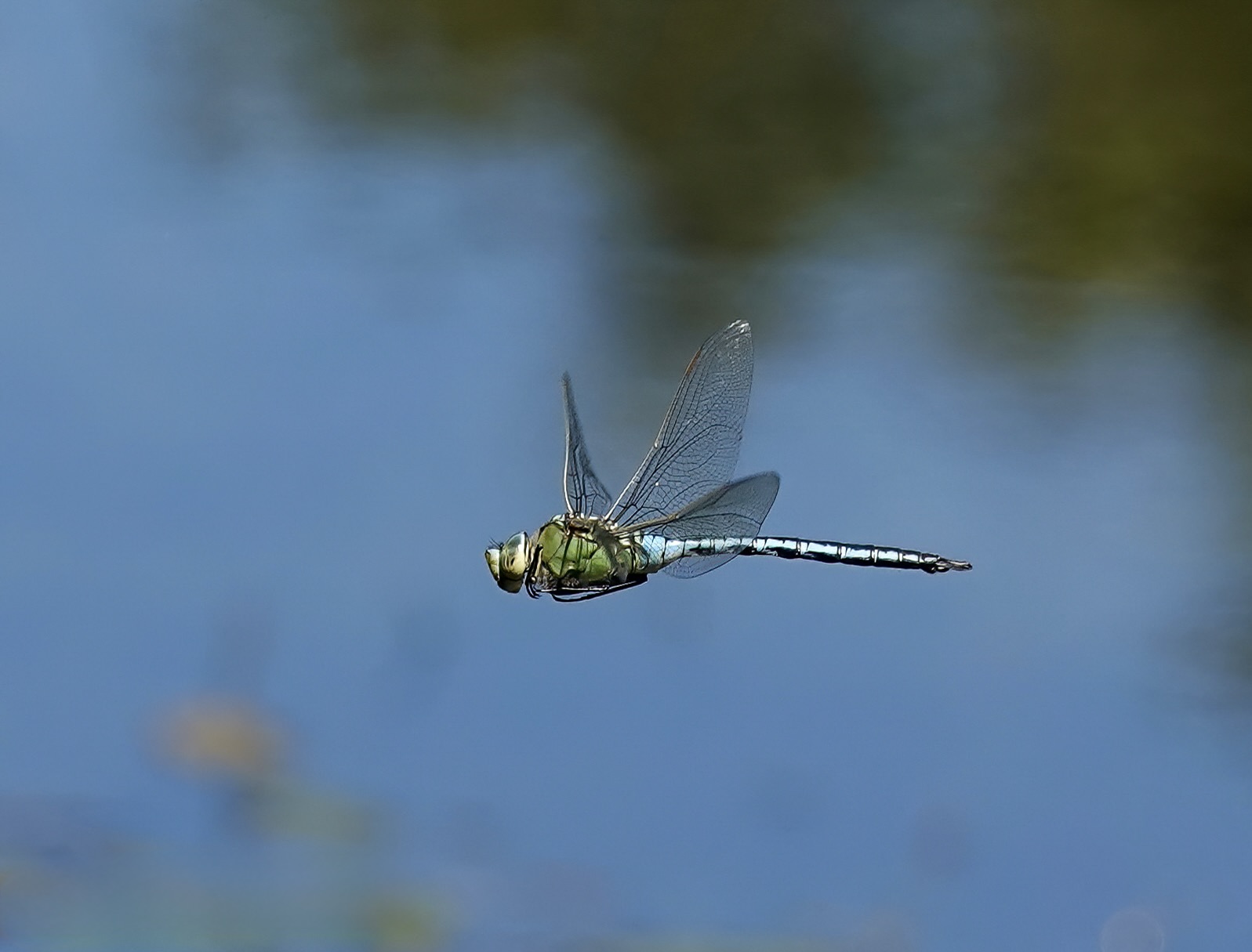 Libel met groen en blauw lichaam zweeft boven water tegen een wazige achtergrond.
