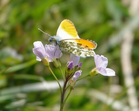 Oranje-witte vlinder op paarse bloemen met groene achtergrond.
