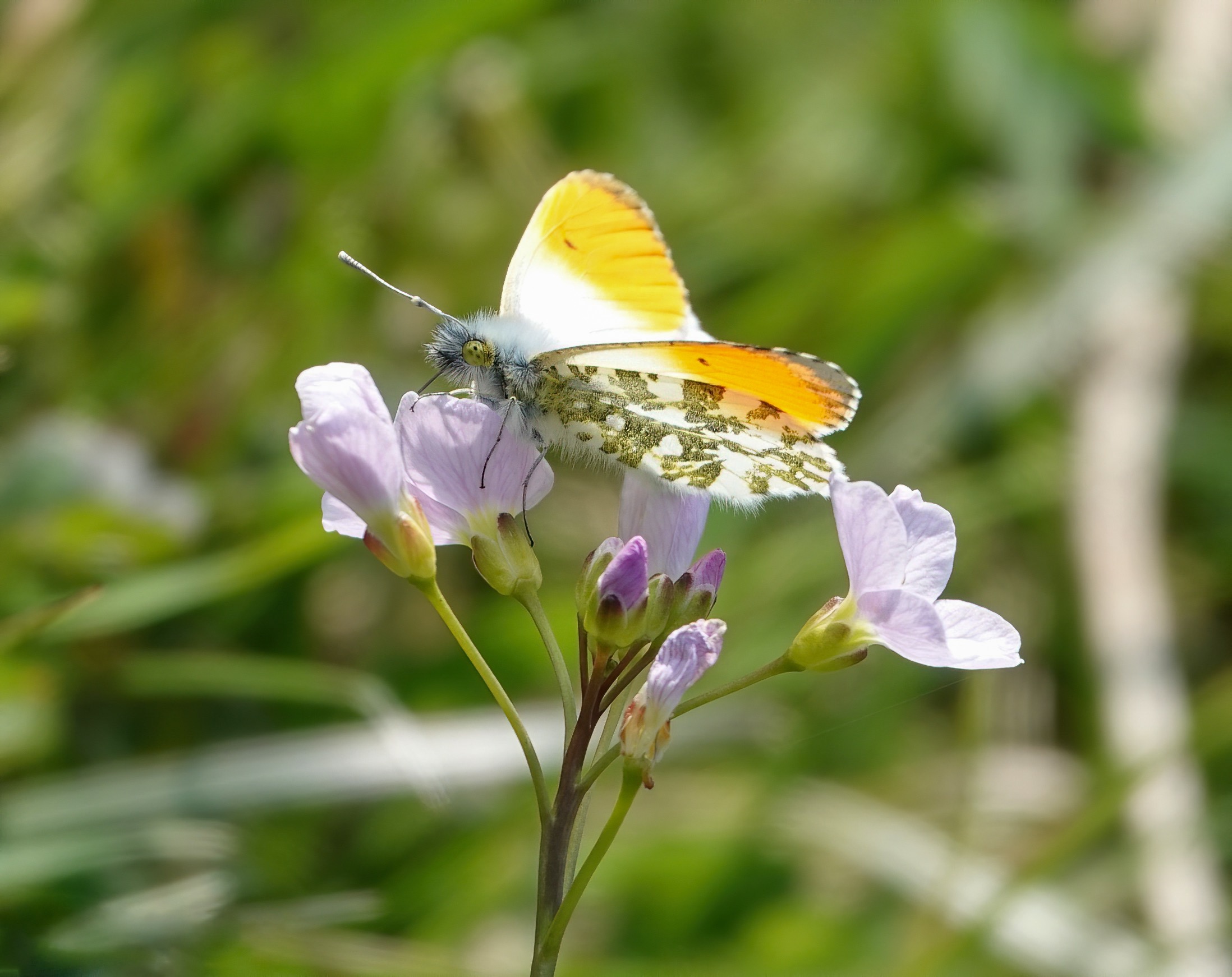 Oranje-witte vlinder op paarse bloemen met groene achtergrond.