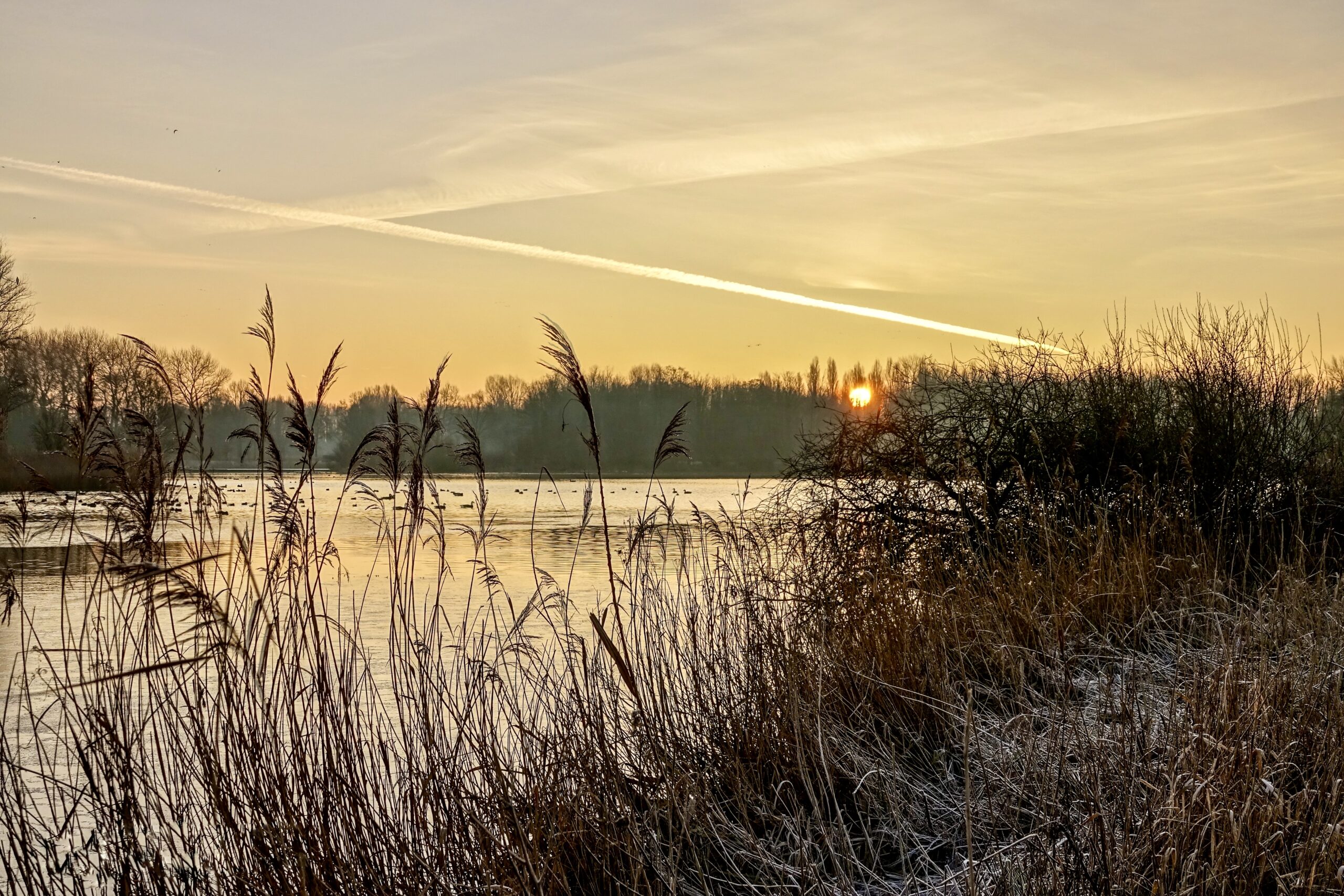 Zonsopgang boven een rivier met riet en bosjes op de voorgrond en vogels in de lucht.