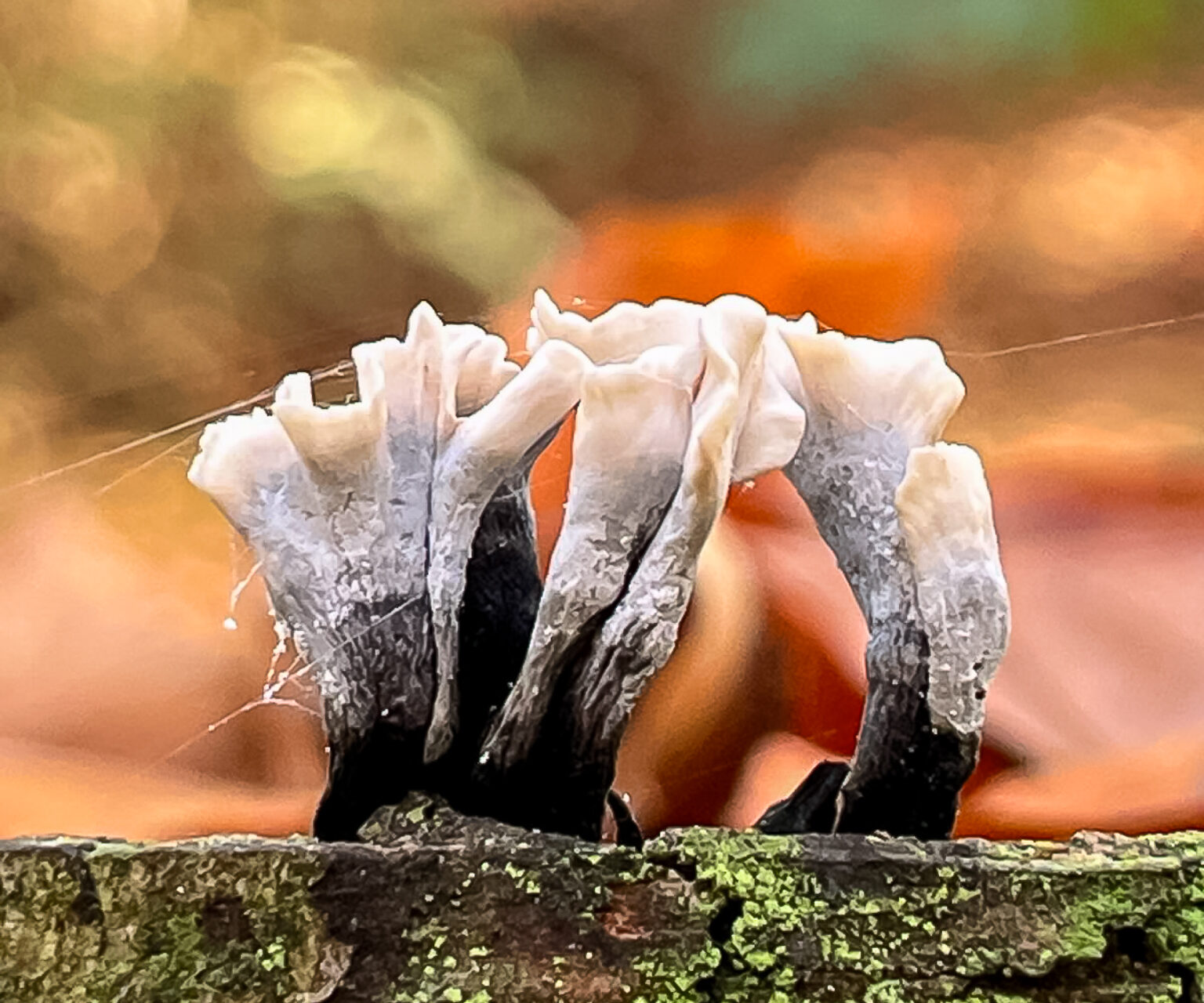 Paddenstoelen op een met mos bedekte boomstam in een herfstbos.