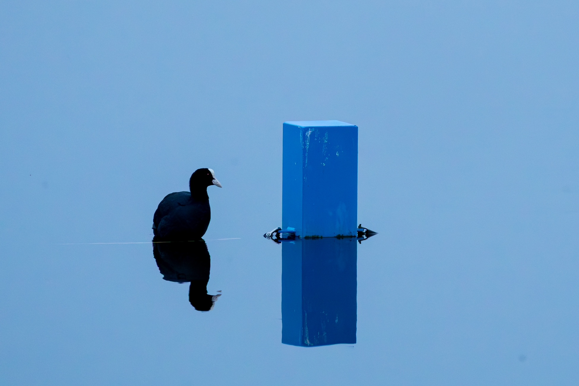 Een waterhoen naast een blauw blok, weerspiegeld in een kalm wateroppervlak.