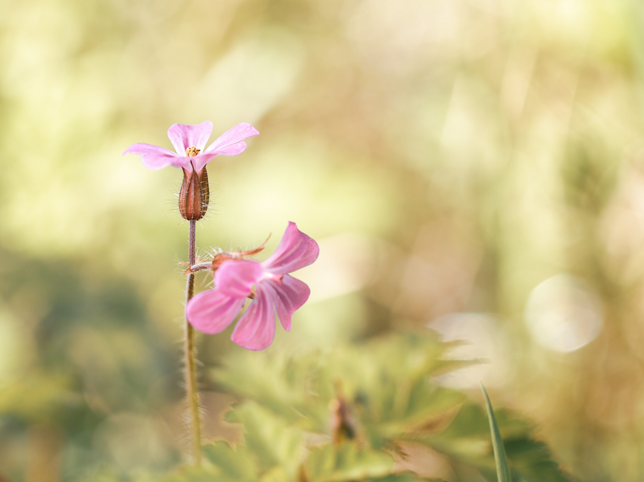 Twee roze bloemen tegen een wazige, groene achtergrond.