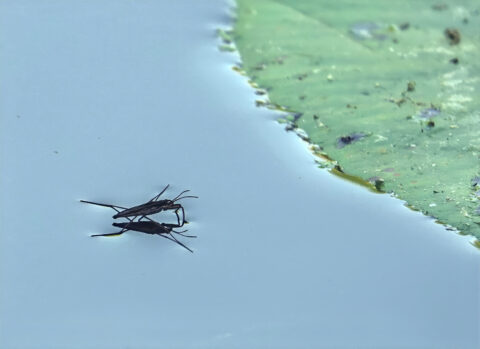 Waterjuffer loopt over het wateroppervlak naast een groene waterlelie.
