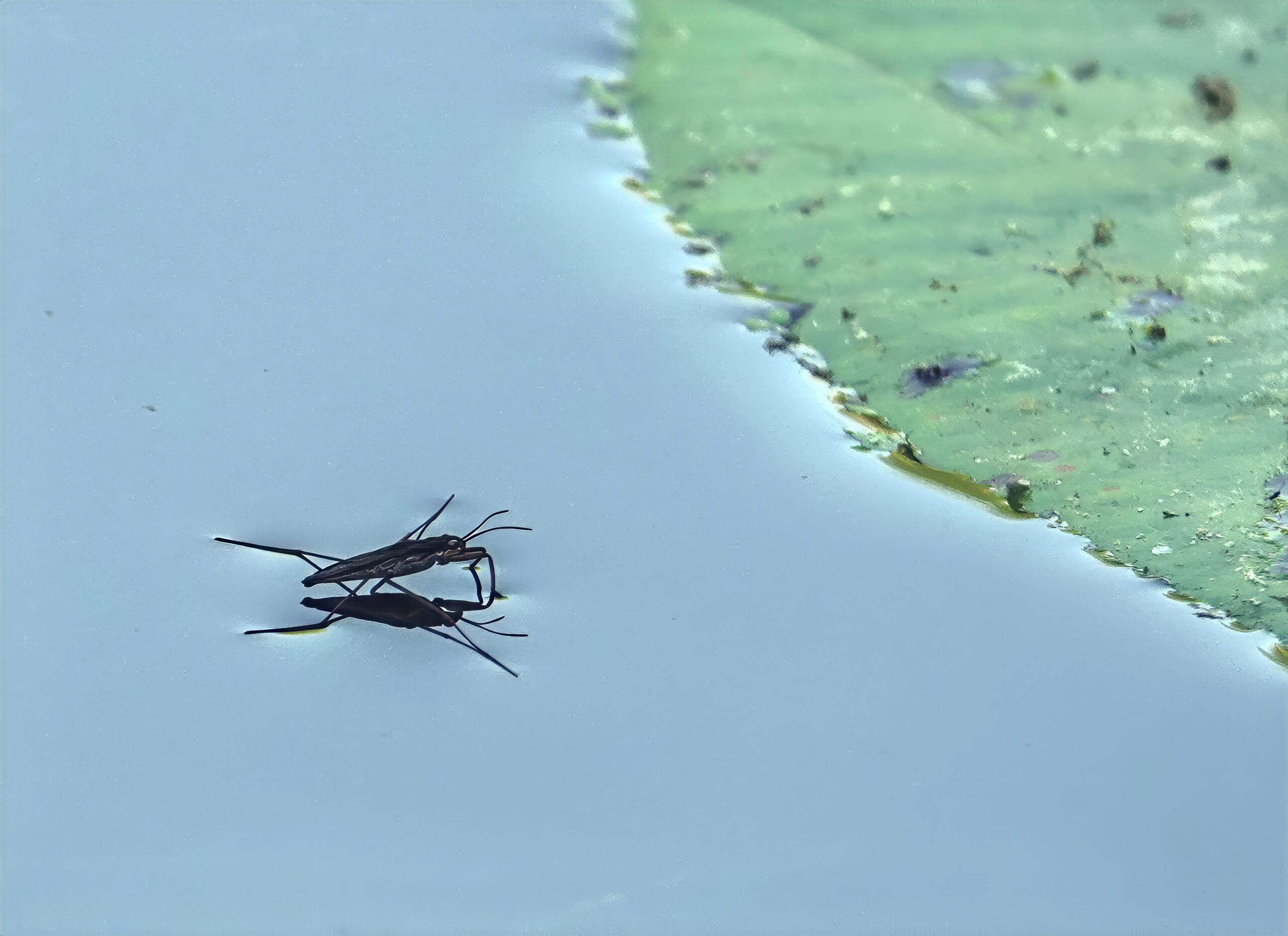 Waterjuffer loopt over het wateroppervlak naast een groene waterlelie.