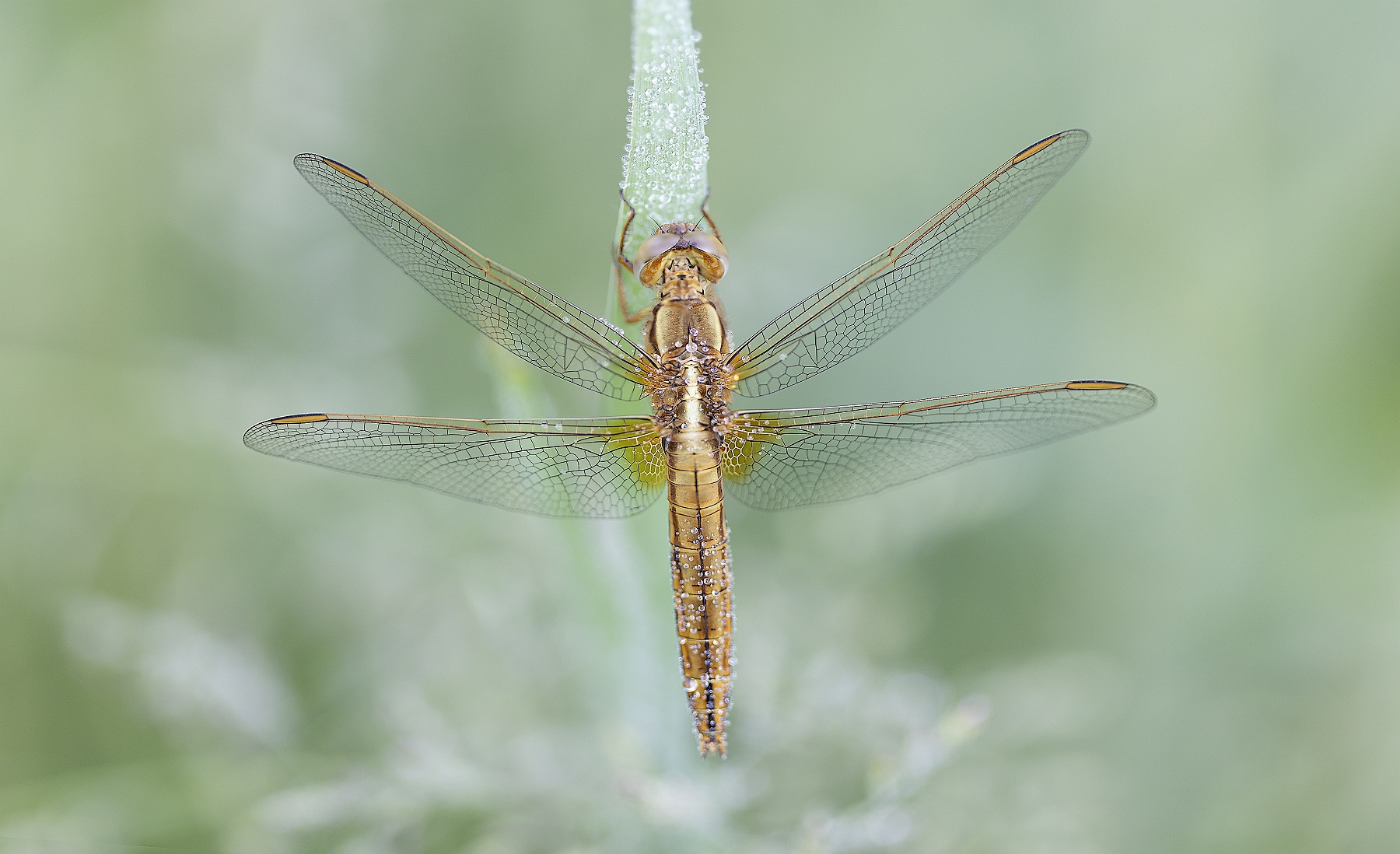 Libelle op een met dauw bedekte stengel, vleugels symmetrisch uitgespreid tegen een wazige groene achtergrond.