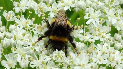 De Nationale Bijentelling NL-Zoemt! (23-24 apr.)