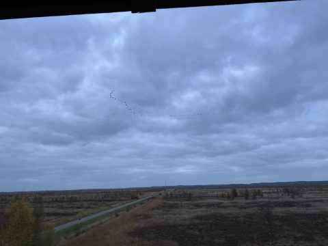 Kraanvogels in de (v)lucht