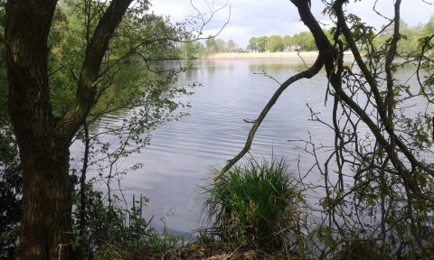 Wandeling in Nanninga’s Bos en Bolmeer 02-11