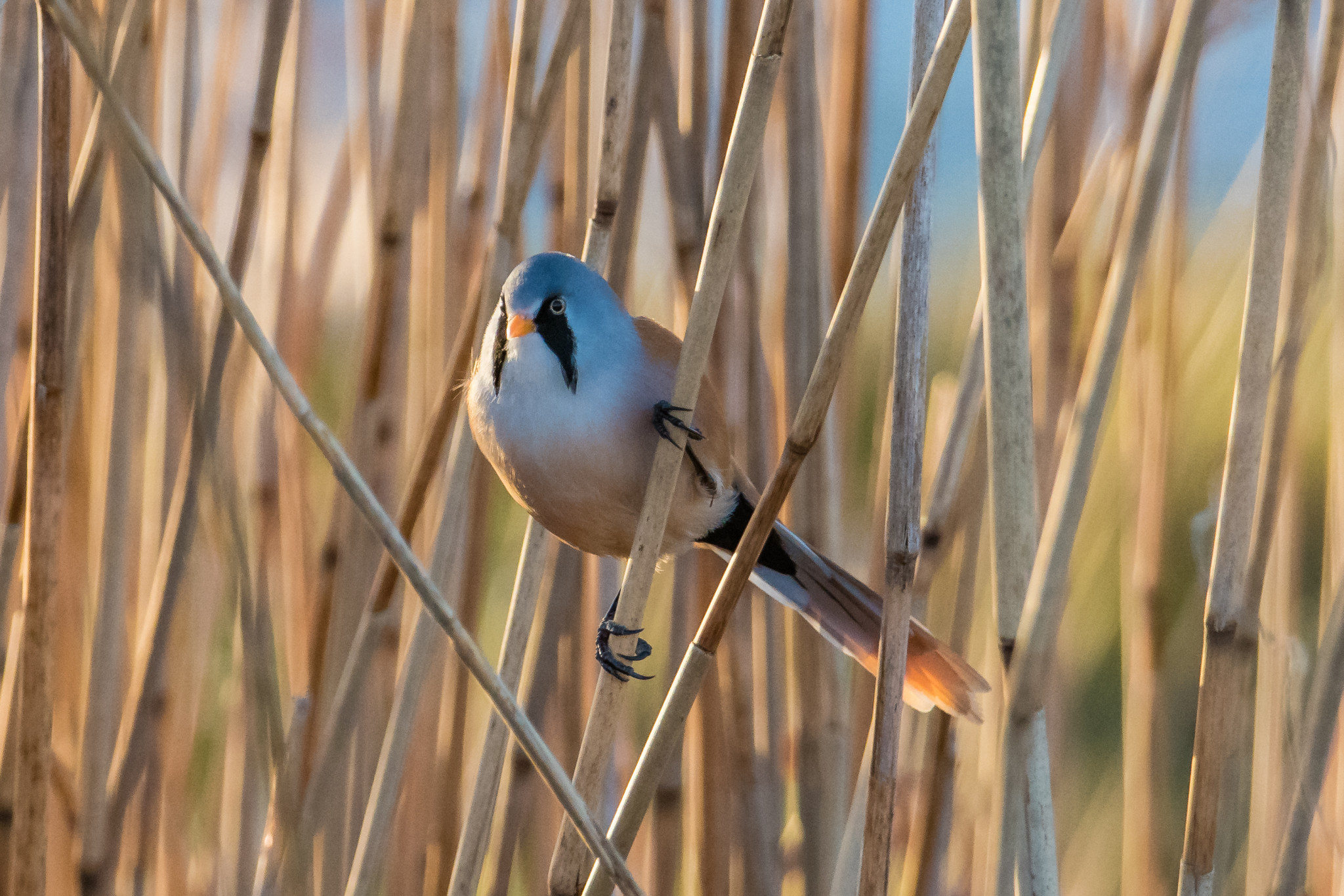 Op zoek naar vogels in de rietvelden van het Nationaal Park Lauwersmeer (13 mei)