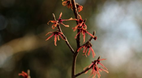 Tak met kleine rode bloemetjes tegen een onscherpe, natuurlijke achtergrond.