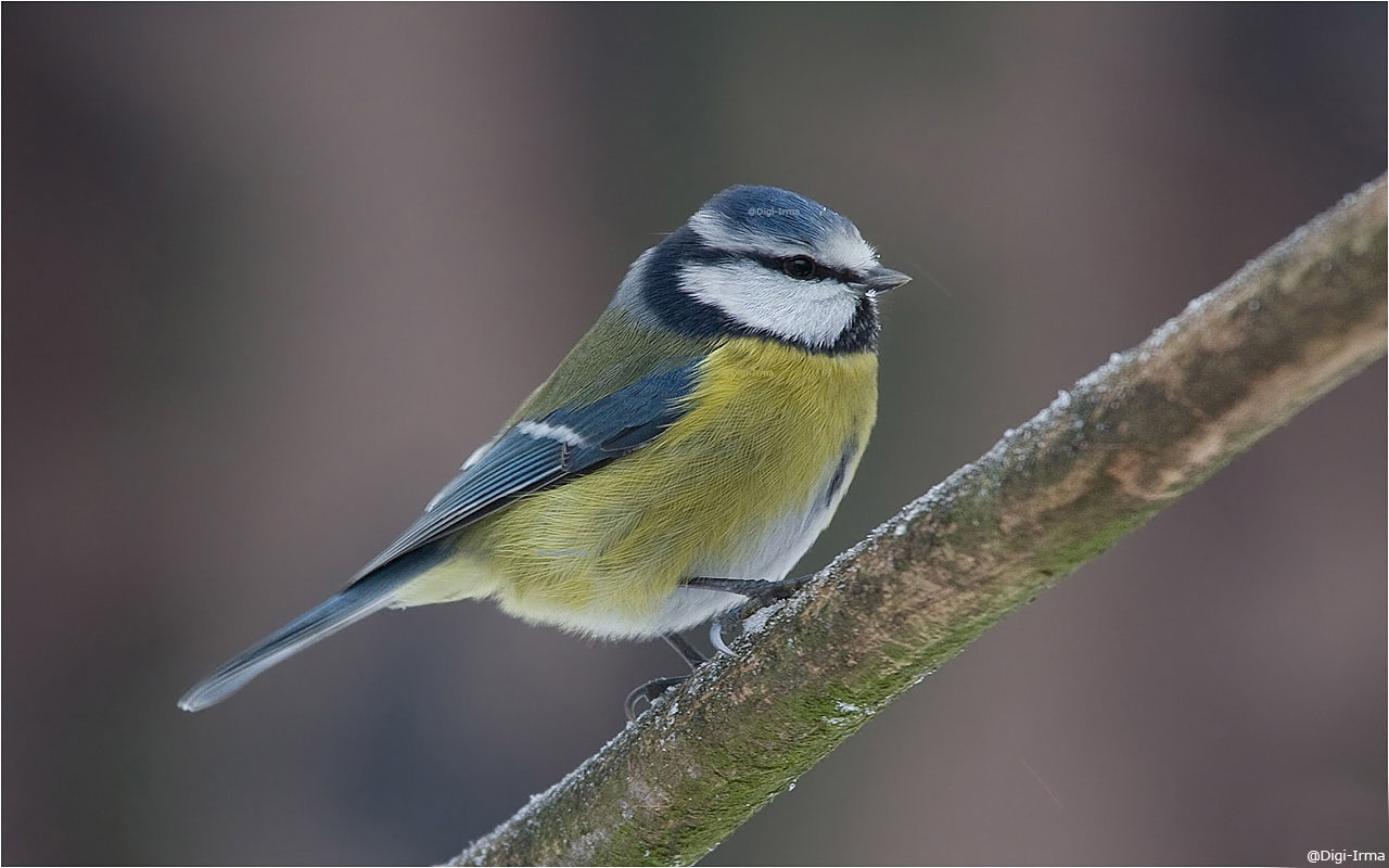 Lezing over vogels, 25-01