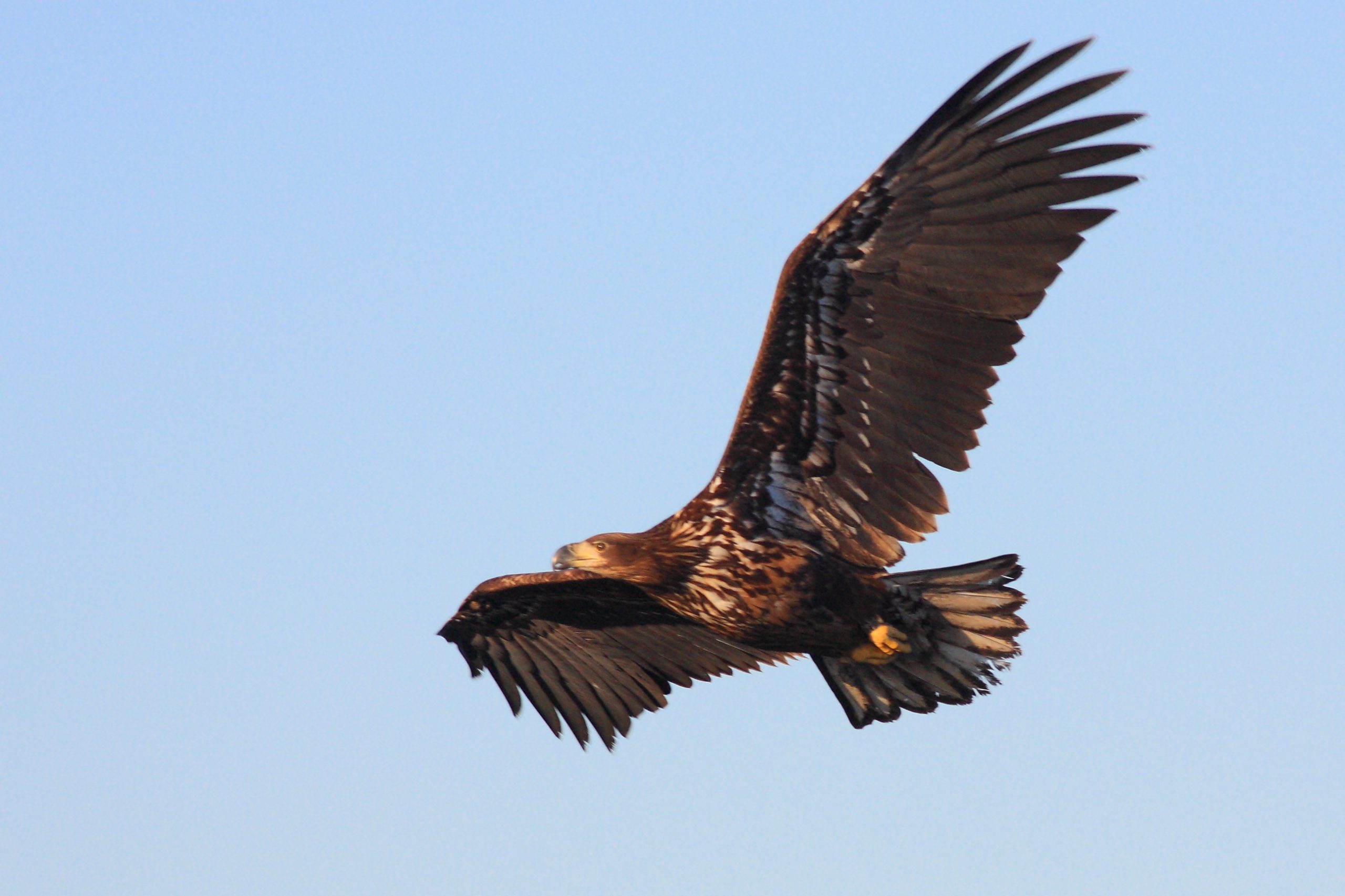 Vogels spotten in Lauwersmeer (29 apr.)