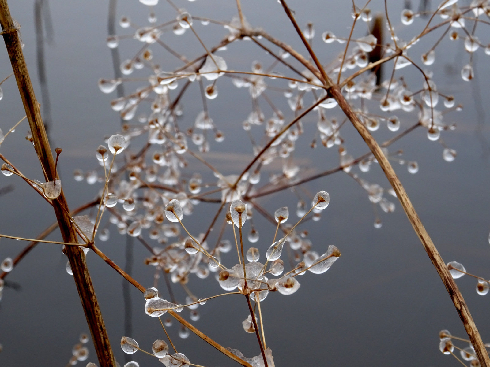 Druppels op fijne, bruine takken voor een grijze achtergrond.