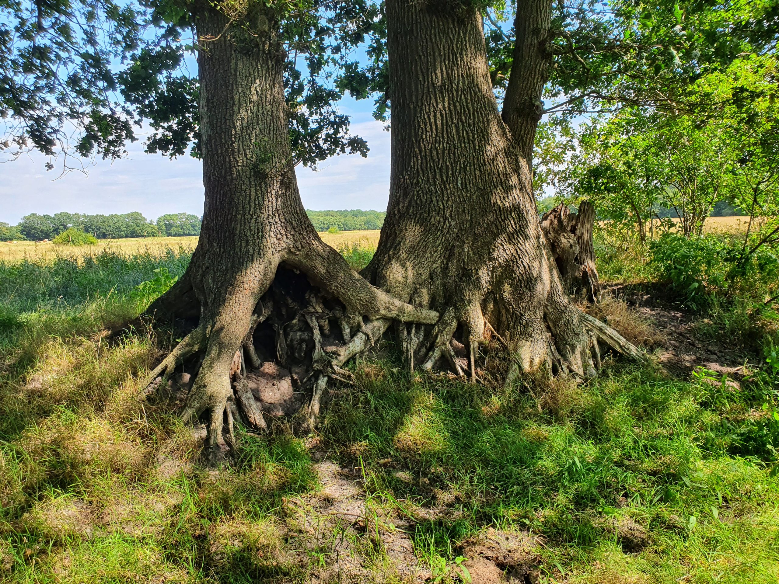 Twee oude bomen met grote wortels in groene grasrijke omgeving onder een blauwe lucht.