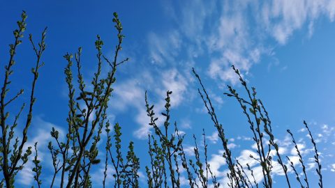 Lucht met wolken en omhoogstekende wilgentakken in knop tegen een helderblauwe hemel.