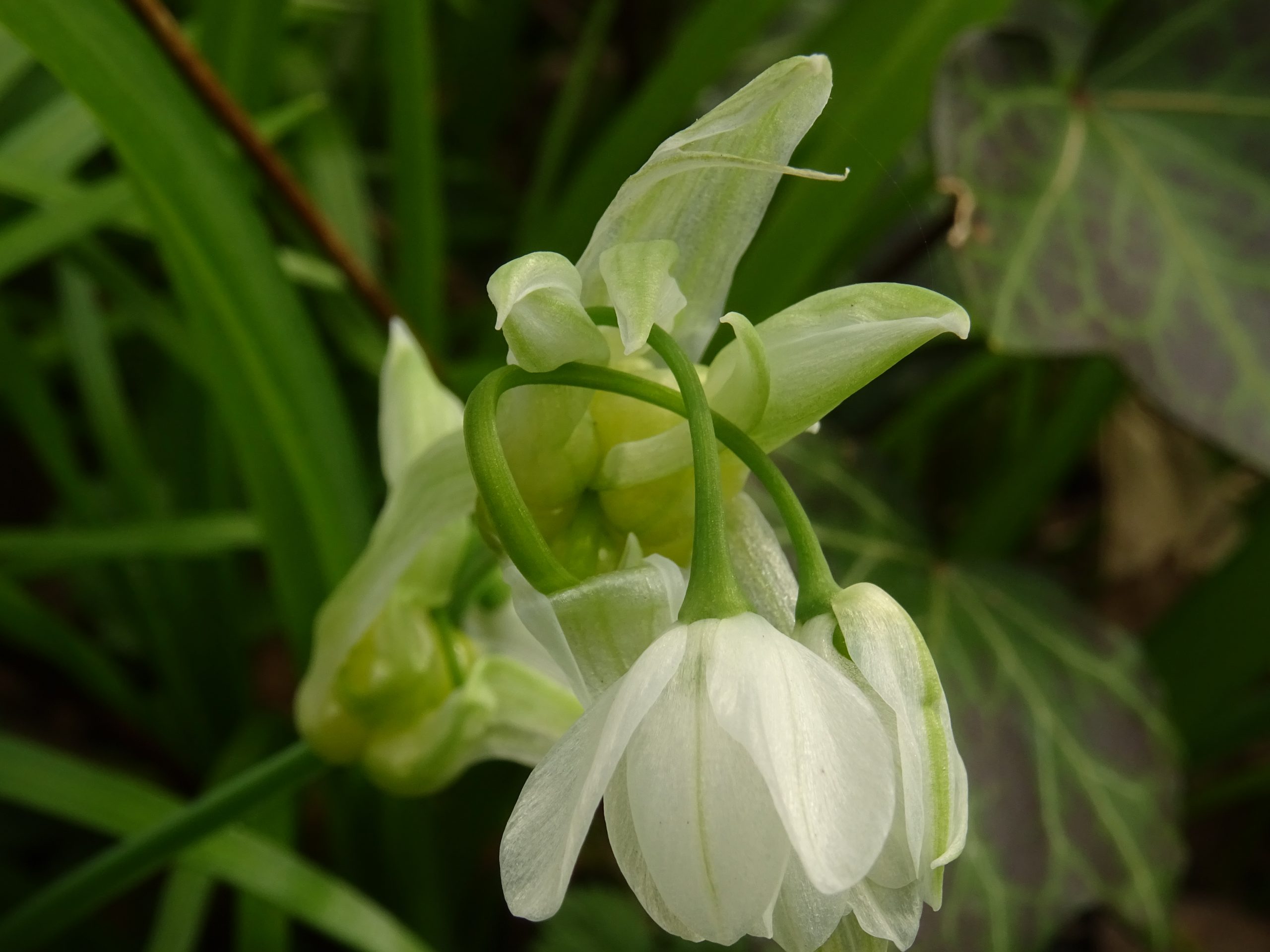 Witte sneeuwklokjesbloem in close-up, omgeven door groene bladeren.