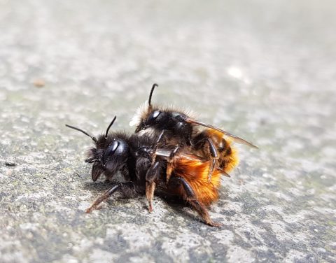 Twee bijen paren op een ruwe, grijze ondergrond.