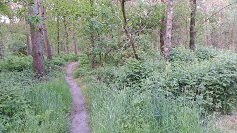 Bospaadje door groene, dichtbegroeide bomen en struiken, met gras aan beide zijden.