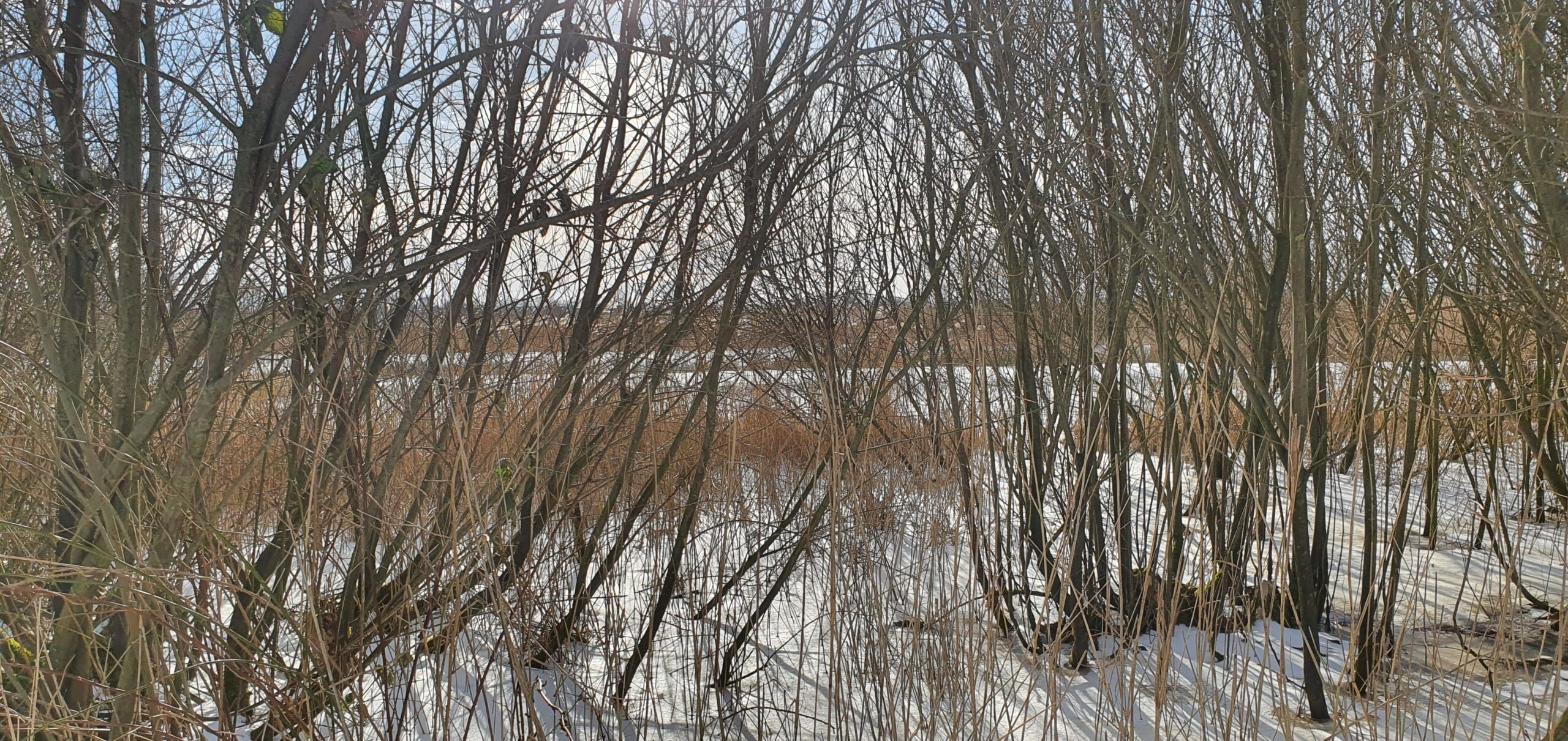 Kale bomen en struiken in een besneeuwd landschap met helderblauwe lucht.