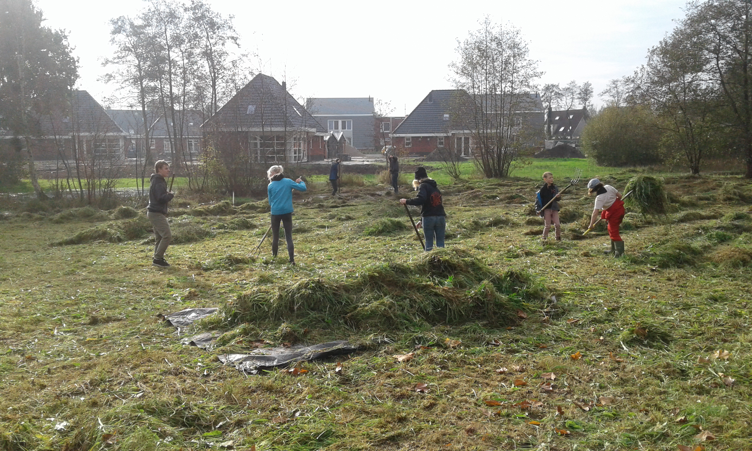 Mensen werken in een veld, harken gras bij elkaar met huizen op de achtergrond.