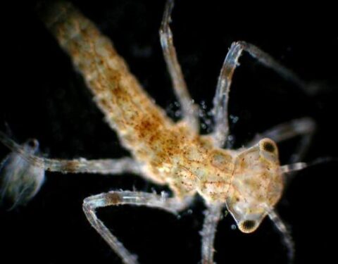 Close-up van een libellelarve onder een microscoop op een zwarte achtergrond.