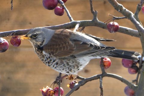 Een lijster op een tak met rode bessen, zittend in een winterse boom.