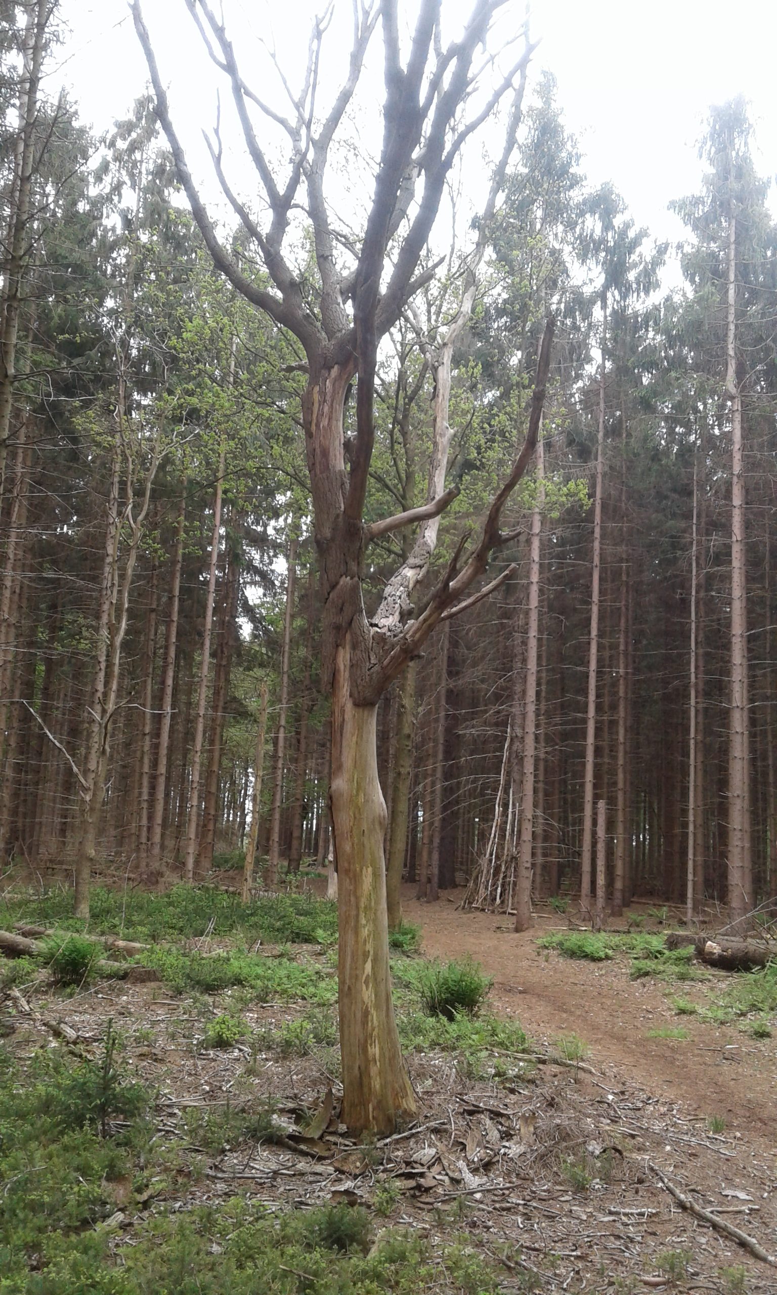 Dode boom in een bos met omliggende groene vegetatie en een pad op de achtergrond.