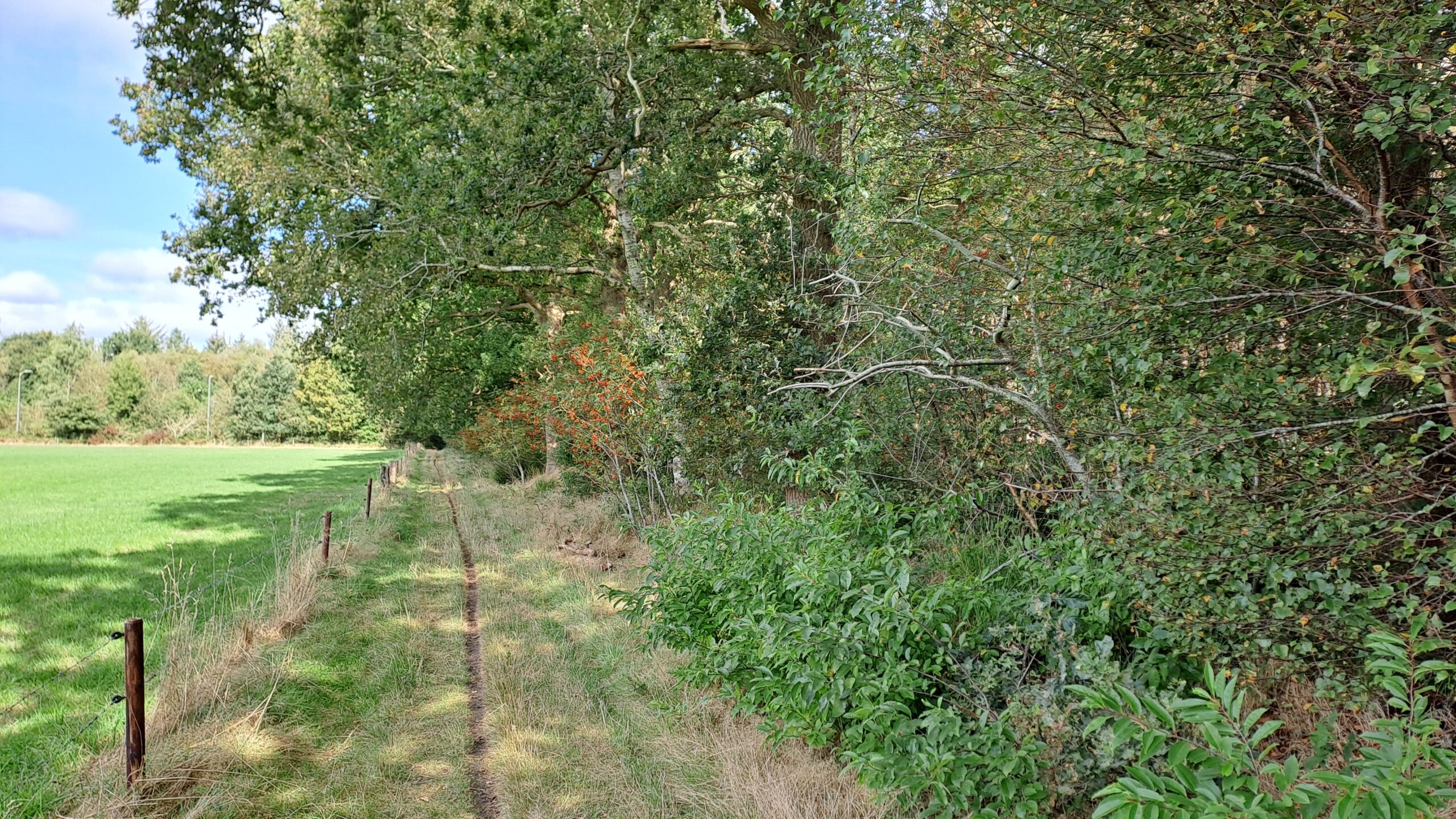 Een smal bospad naast een open veld, omgeven door groene bomen en struiken.