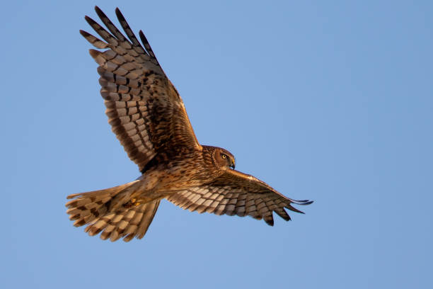 Een havik vliegt met gespreide vleugels tegen een heldere blauwe lucht.