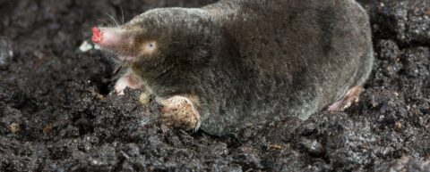 Een mol graaft in donkere aarde, met zijn fluweelzachte vacht en roze snuit zichtbaar.