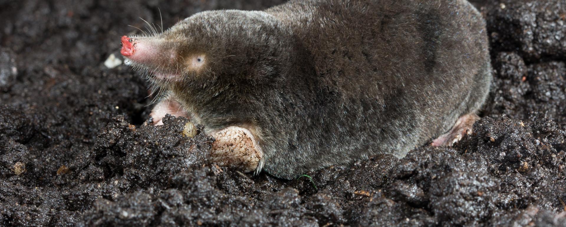 Een mol graaft in donkere aarde, met zijn fluweelzachte vacht en roze snuit zichtbaar.