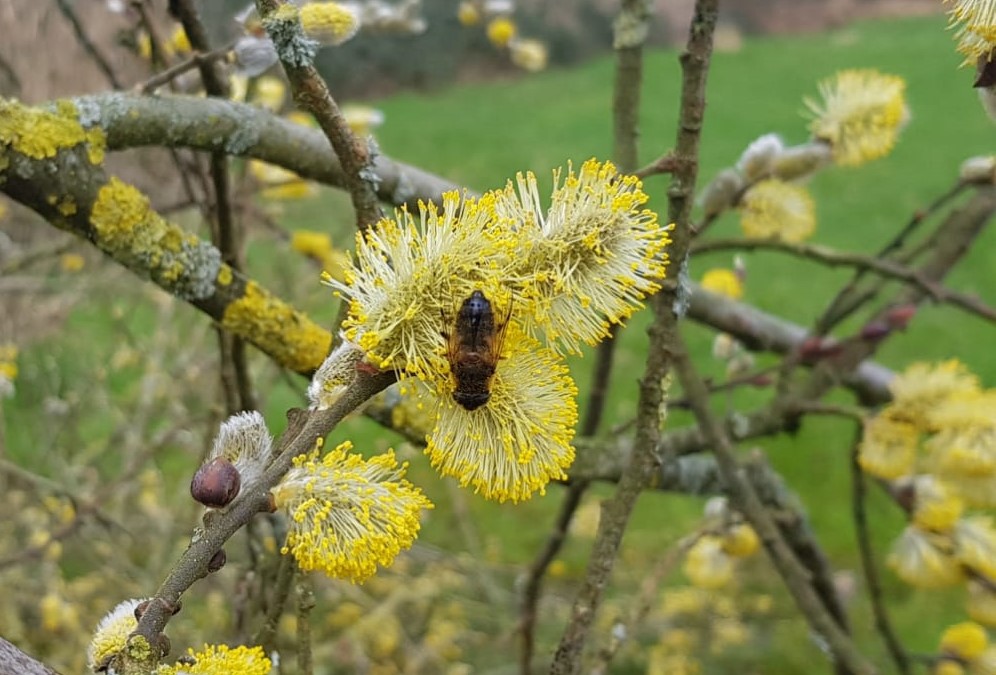 Bij op een wilgenkatje met gele bloemen, groene achtergrond.