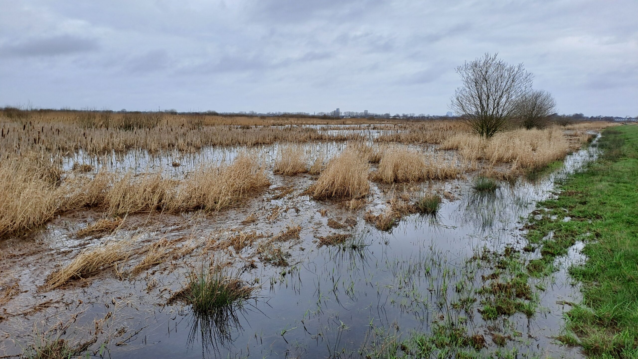 Overspoeld rietveld met kale bomen onder een bewolkte hemel, naast een groene grasstrook.