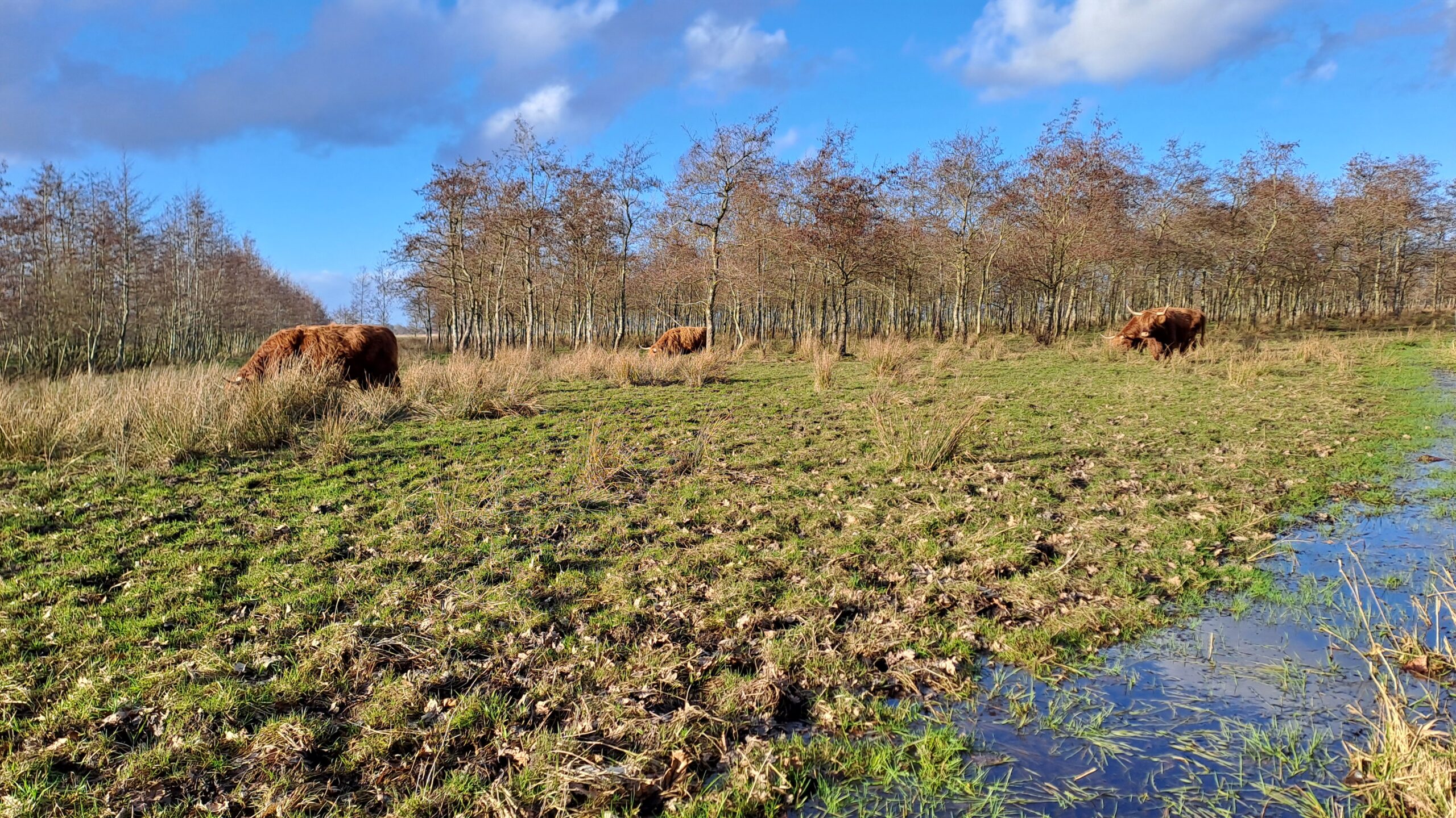 Schotse hooglanders grazen in een open veld met bomen en een heldere blauwe lucht.
