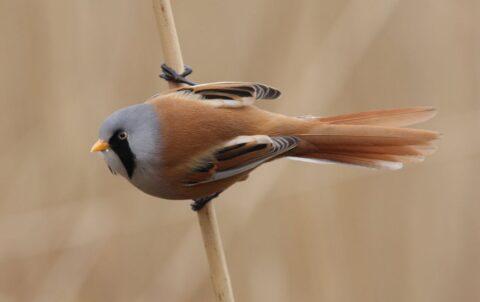 Baardman hangt aan een rietstengel, met kleurrijke veren, tegen een wazige achtergrond.