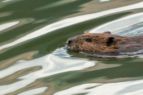 Bever zwemt in kalm water met reflecties.