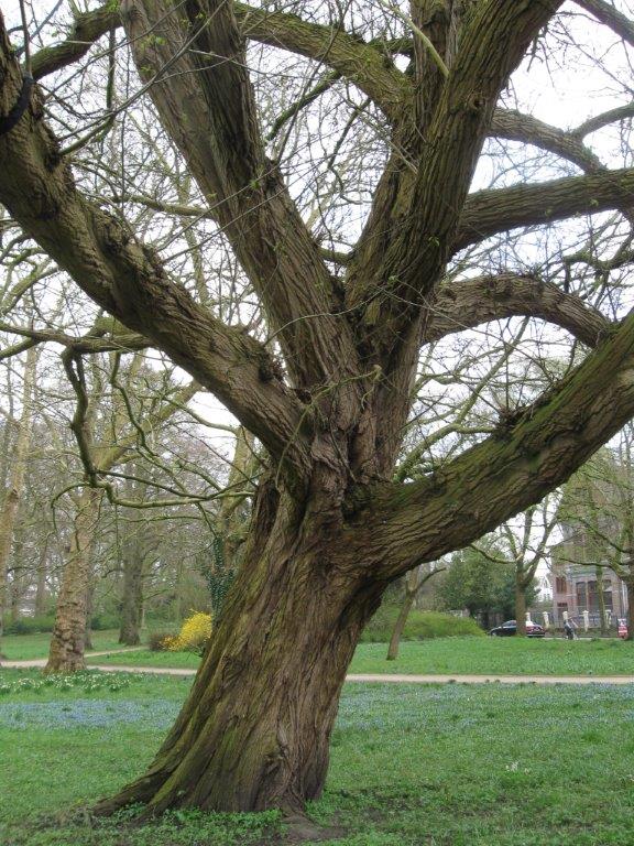 Grote boom met grillige takken in een park, omringd door gras en paarse bloemen.