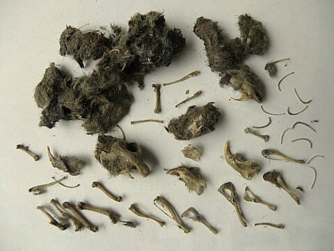 Uilenbraakbal met uitgeplozen botjes en vachtresten op een lichte achtergrond.