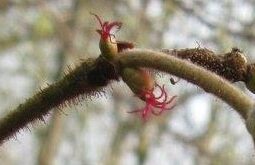 Twee hazelaarkatjes aan een tak, met kleine rode bloemen, tegen een wazige achtergrond van bomen.