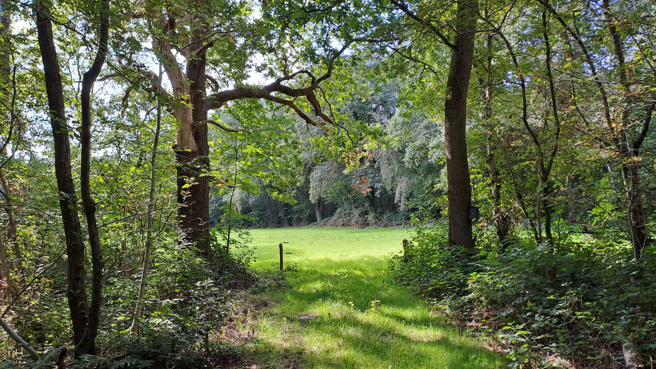 Bosrijk pad naar zonnige open plek met groen gras en omringende bomen.