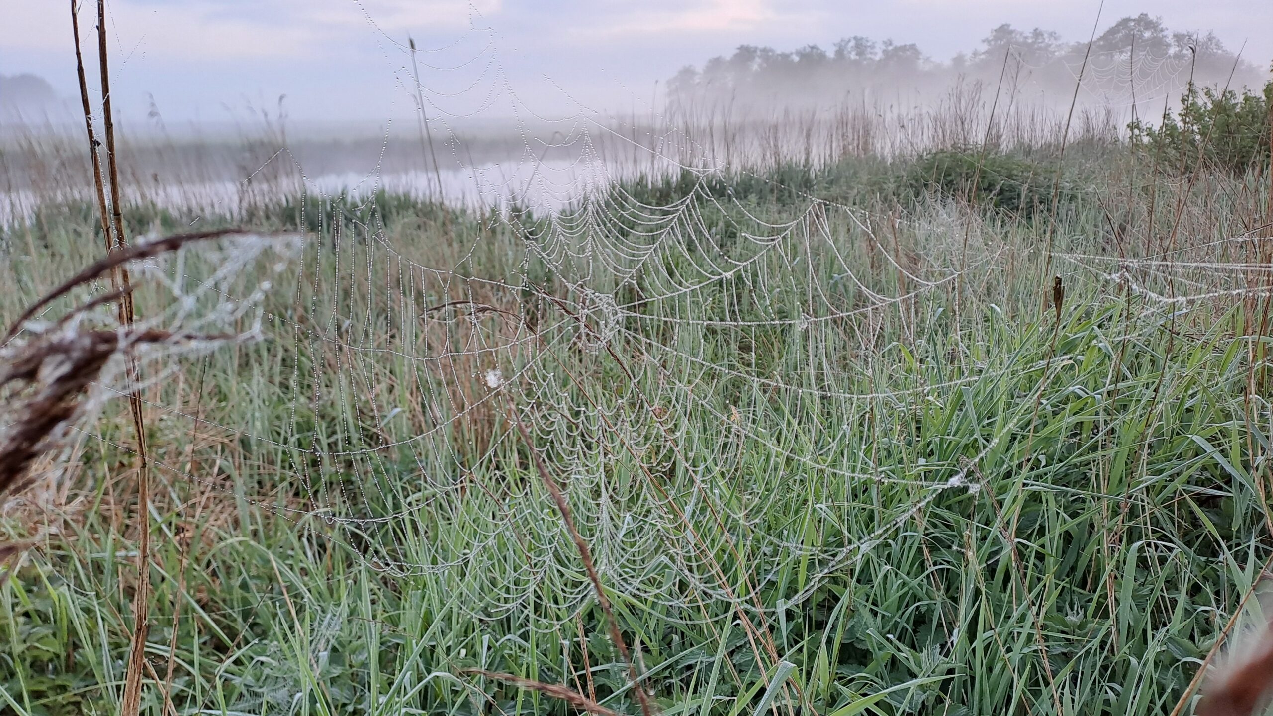 Spinrag bedekt met dauwdruppels in een mistige weide bij zonsopgang.