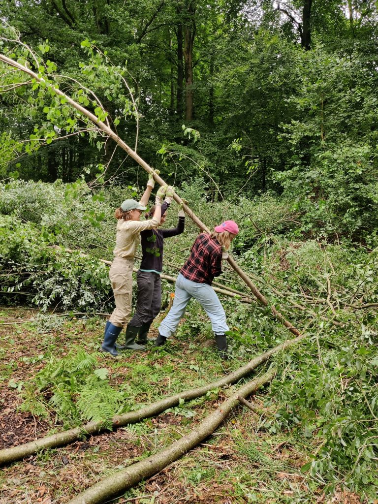 Drie mensen werken samen om een boom te verplaatsen in een dichtbegroeid bosgebied.