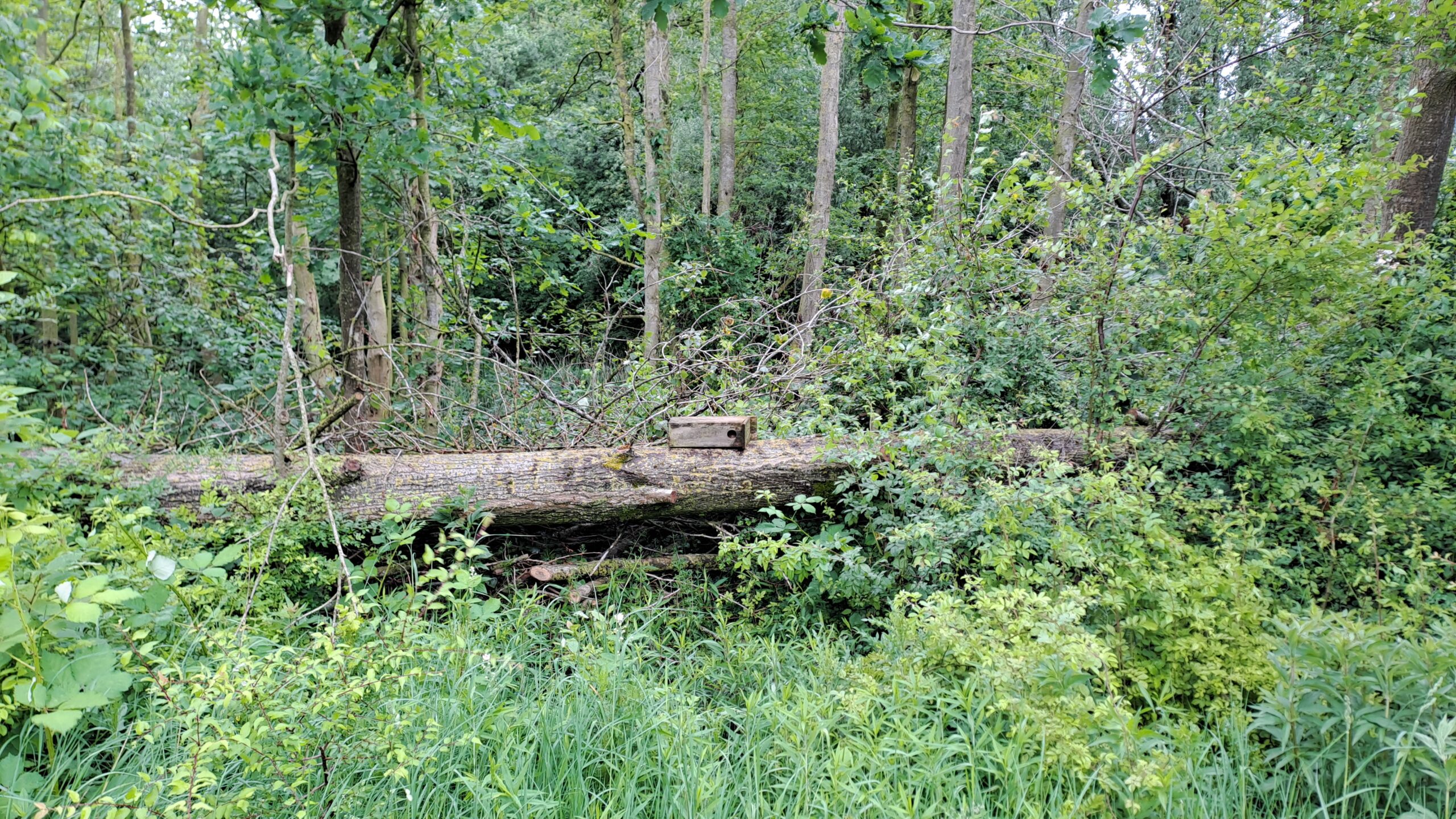 Omgevallen boom in bos met houten nestkastje erop. Omringd door weelderig groen en struiken.