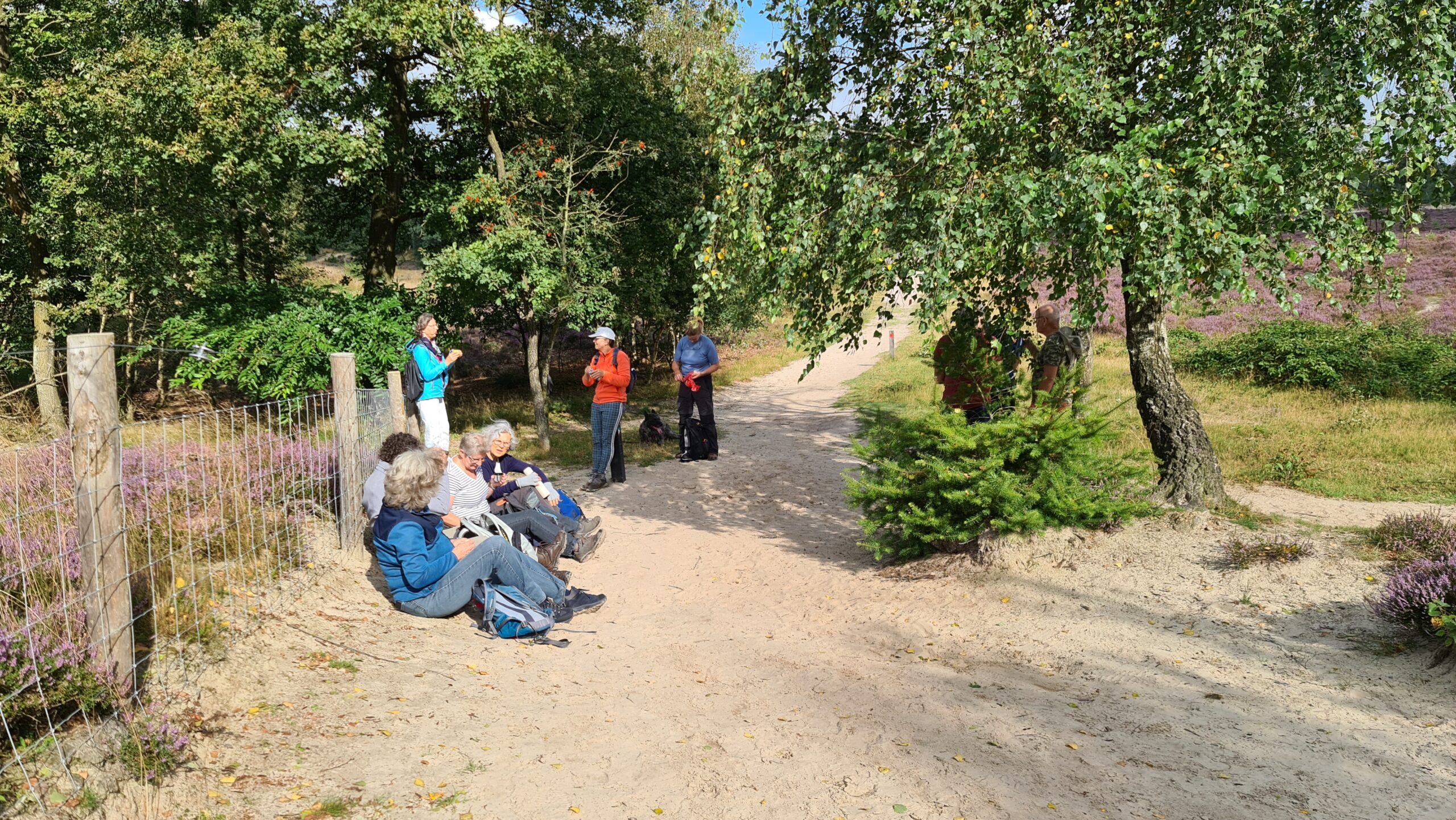 Groep wandelaars rust in bosrijk gebied met heide en zandpad, omringd door groen en bomen.