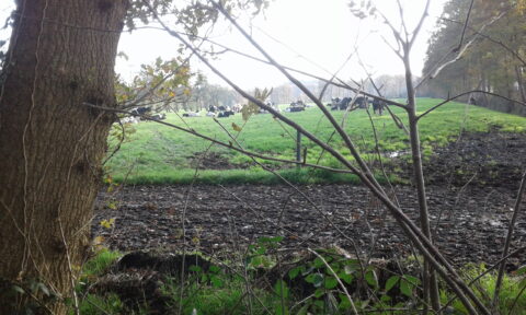 Boomstam en takken omlijsten een weide vol grazende koeien op een groene heuvel.