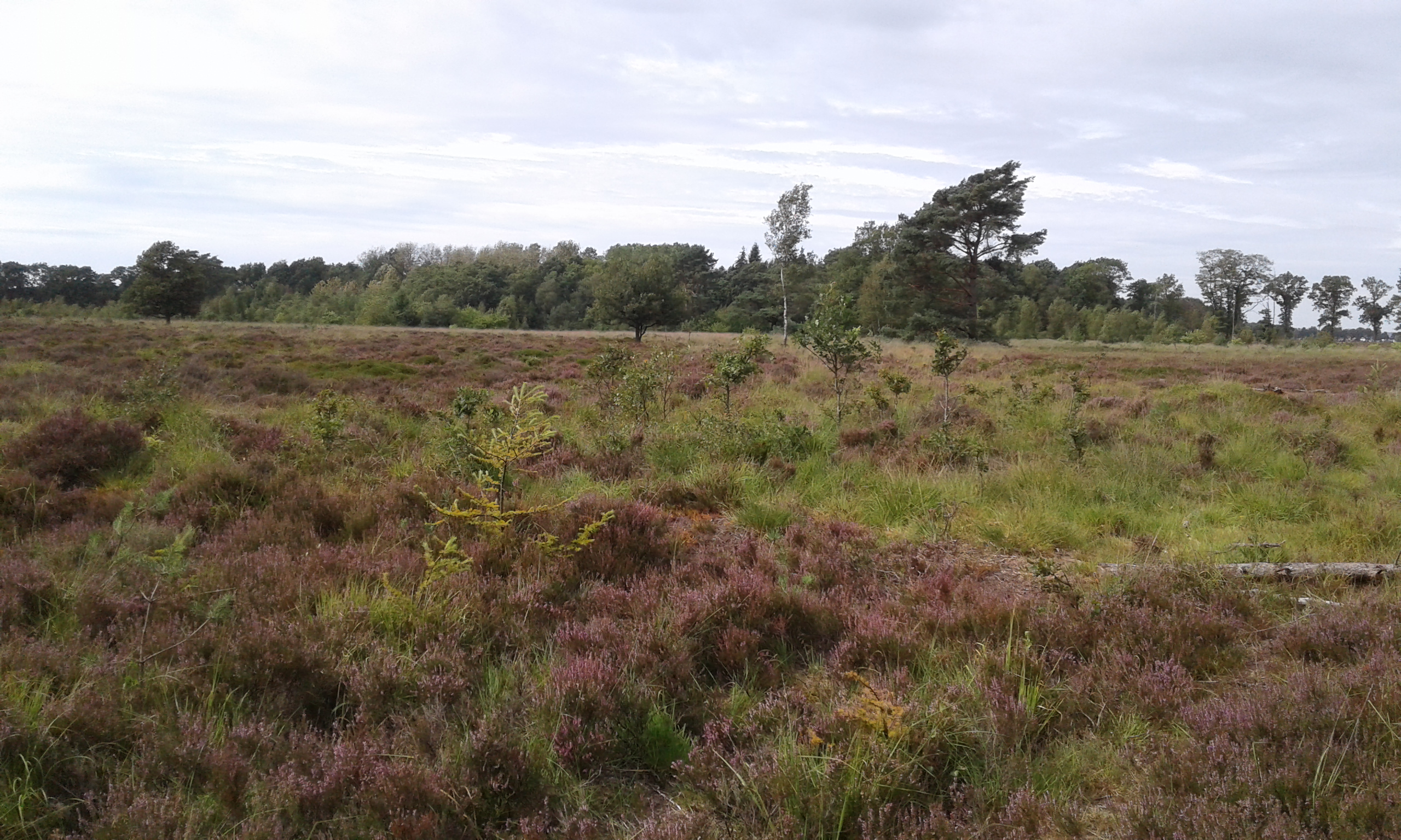 Uitgestrekt heideveld met lage begroeiing en op de achtergrond een bosrand onder bewolkte hemel.